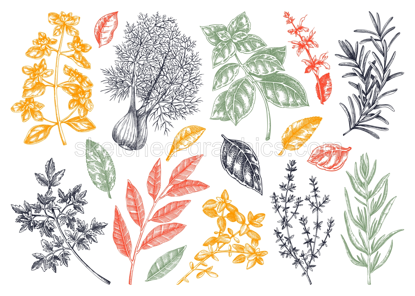 Italian cuisine herb and spice sketches set. Basil, mint, rosemary, parsley, sage, bay leaf, fennel drawing. Kitchen spices hand-drawn vector illustration. NOT AI generated Illustration